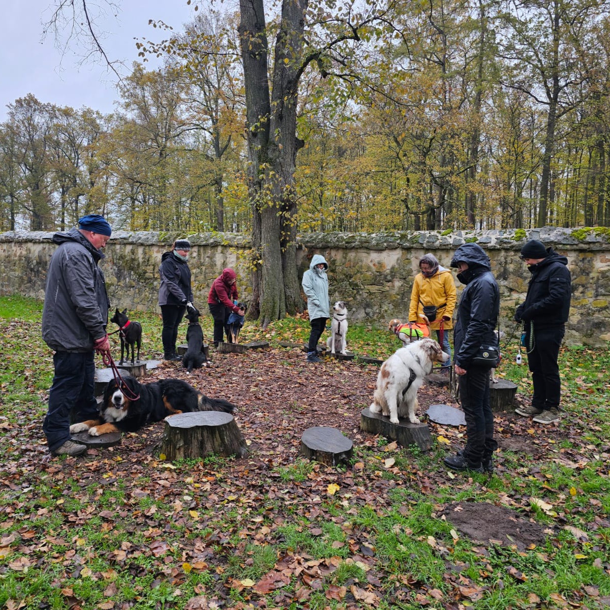 Hunde auf Podesten im Park beim Social Walk