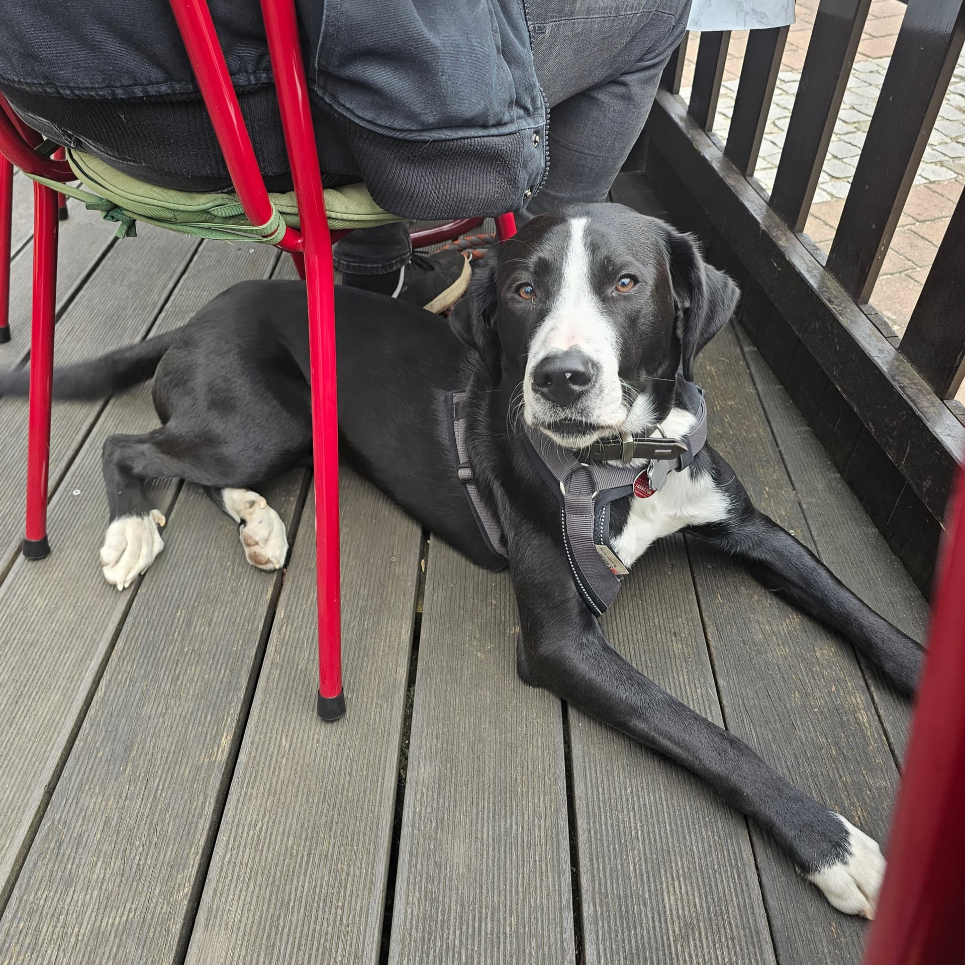 Hund liegt entspannt unter dem Tisch beim Café-Besuch