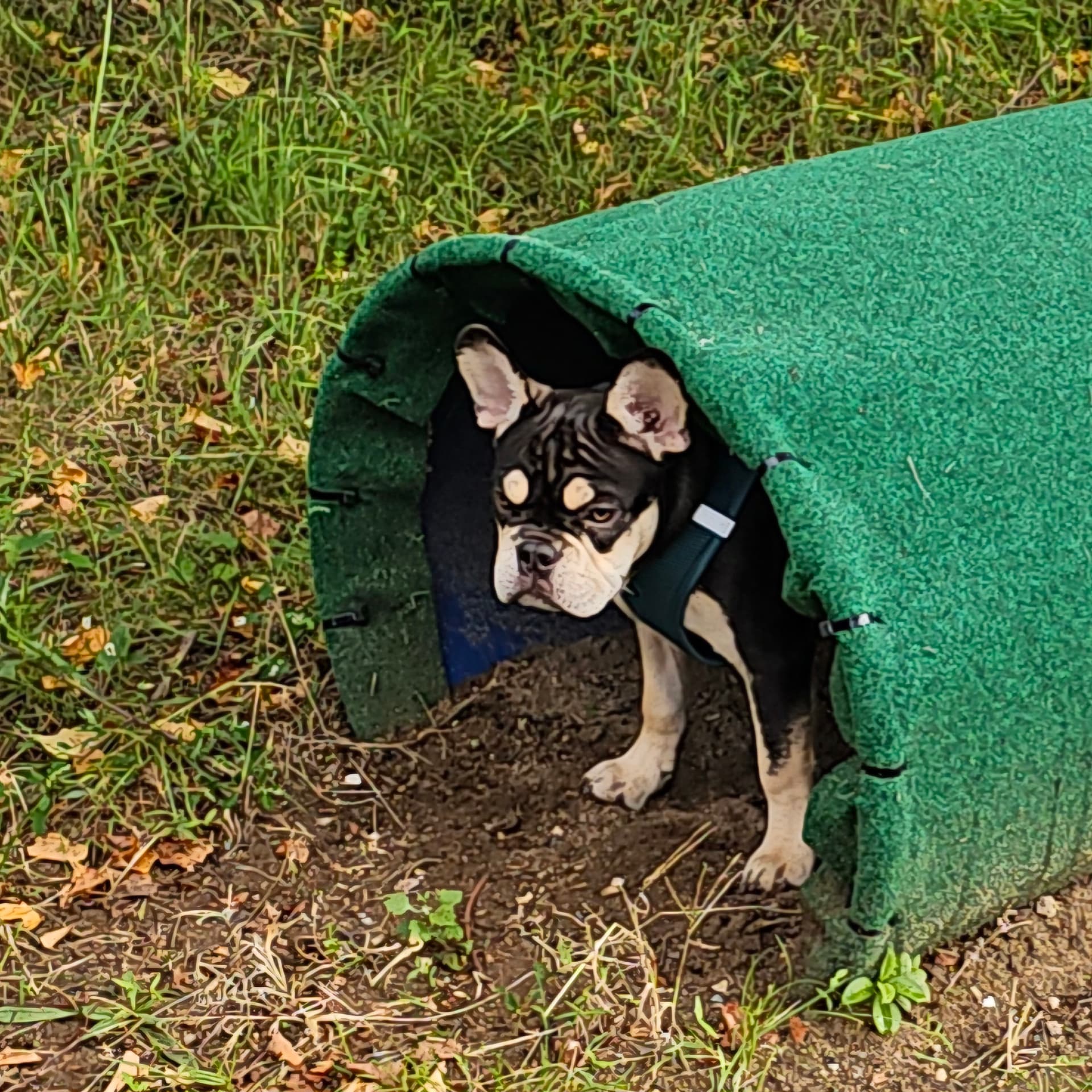 Kleiner Hund schaut aus dem grünen Tunnel