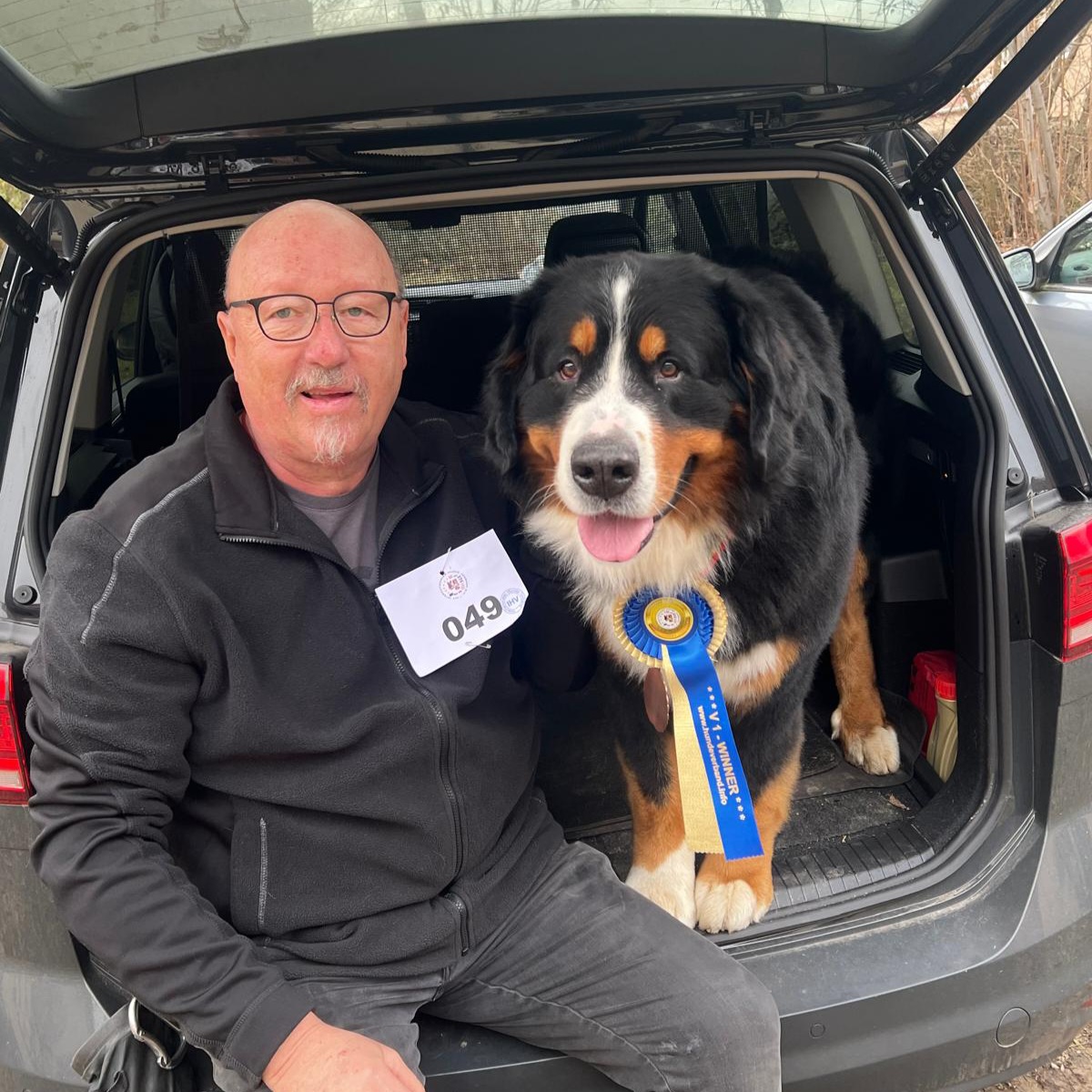 Ausgezeichneter Berner Sennenhund mit Schleife nach der Ausstellung