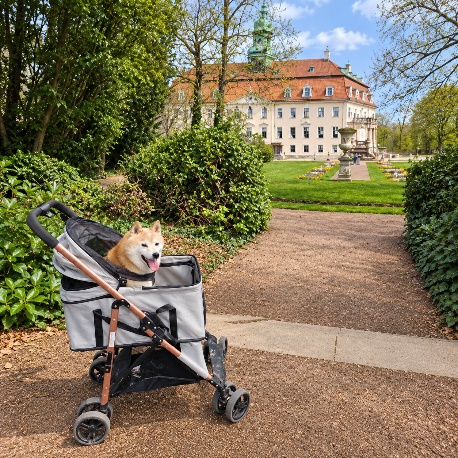 Älterer Hund in einem Hundewagen im Park