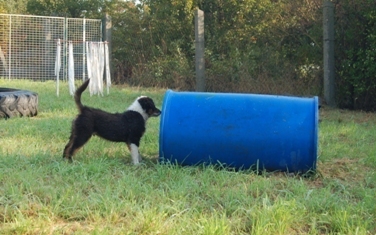 Hund konzentriert beim Training