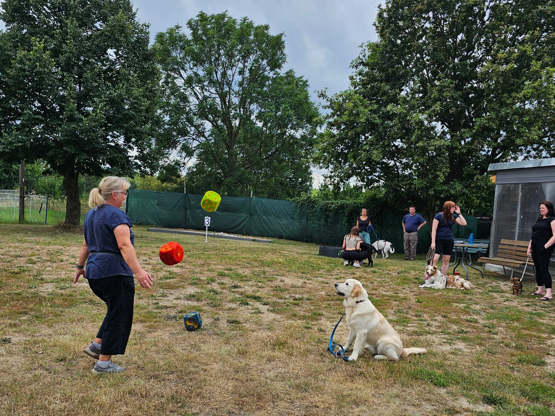 Junghundekurs beim Würfelspiel auf dem Hundeplatz