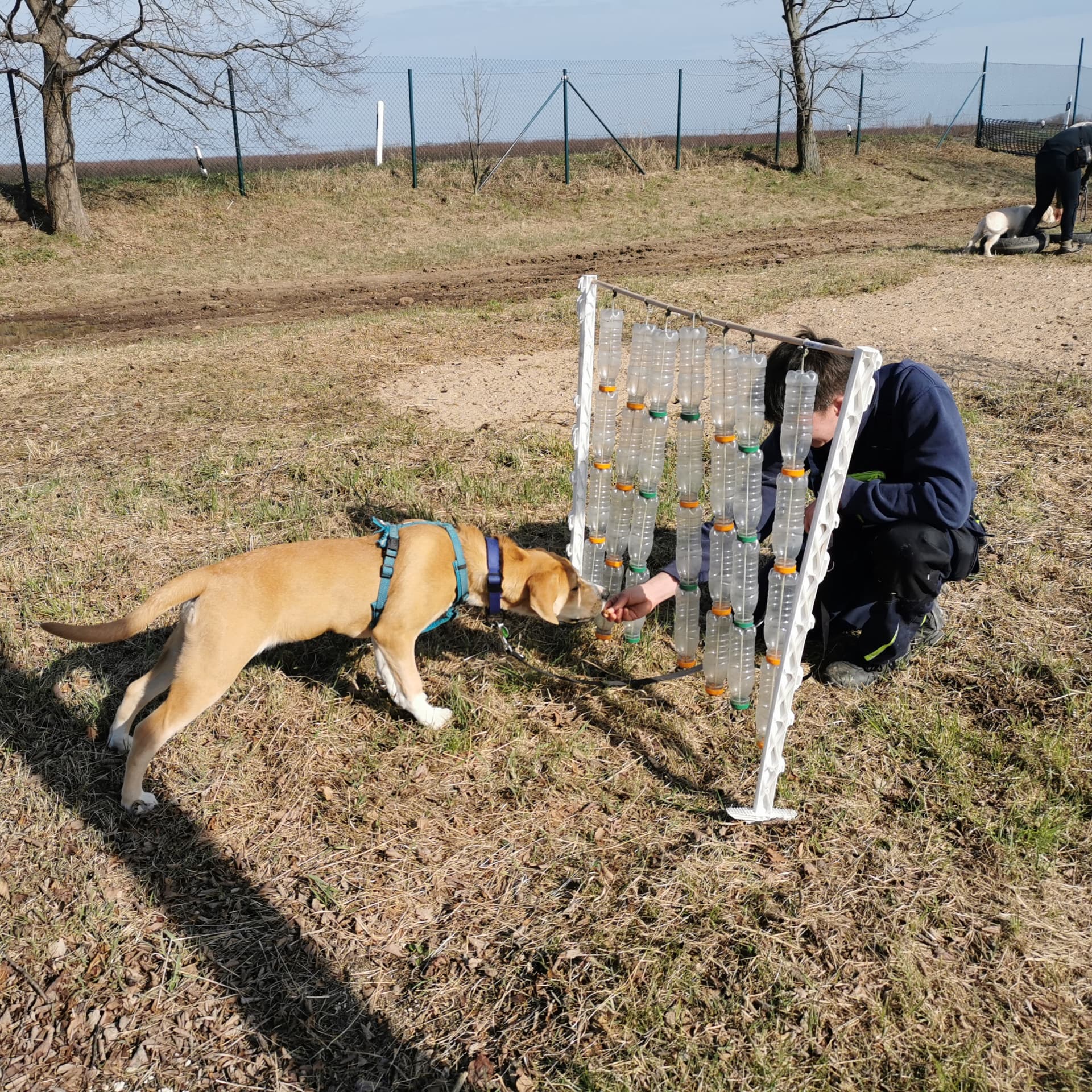 Welpe entdeckt einen Flaschenparcours