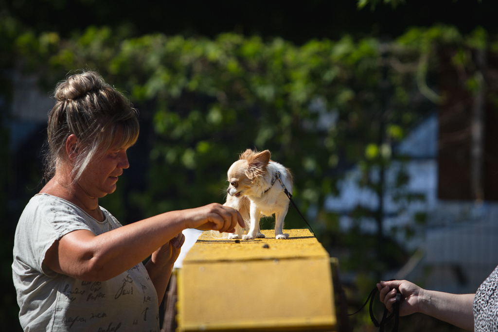 Chihuahua steht auf der gelben Kiste und wird ruhig unterstützt