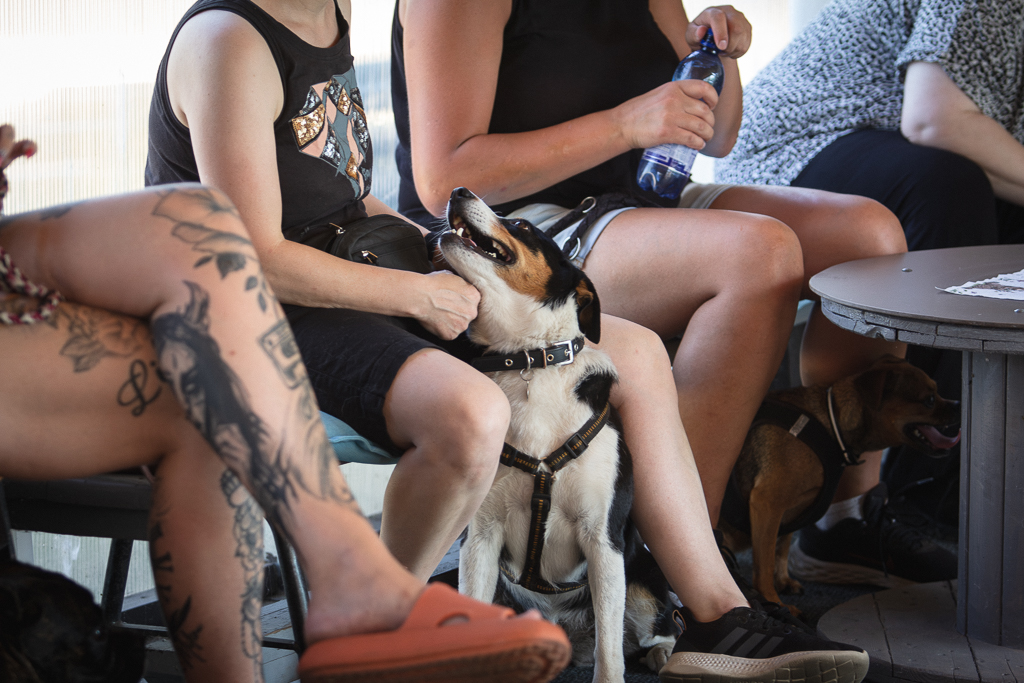 Hunde liegen entspannt bei ihren Menschen während der Theorie