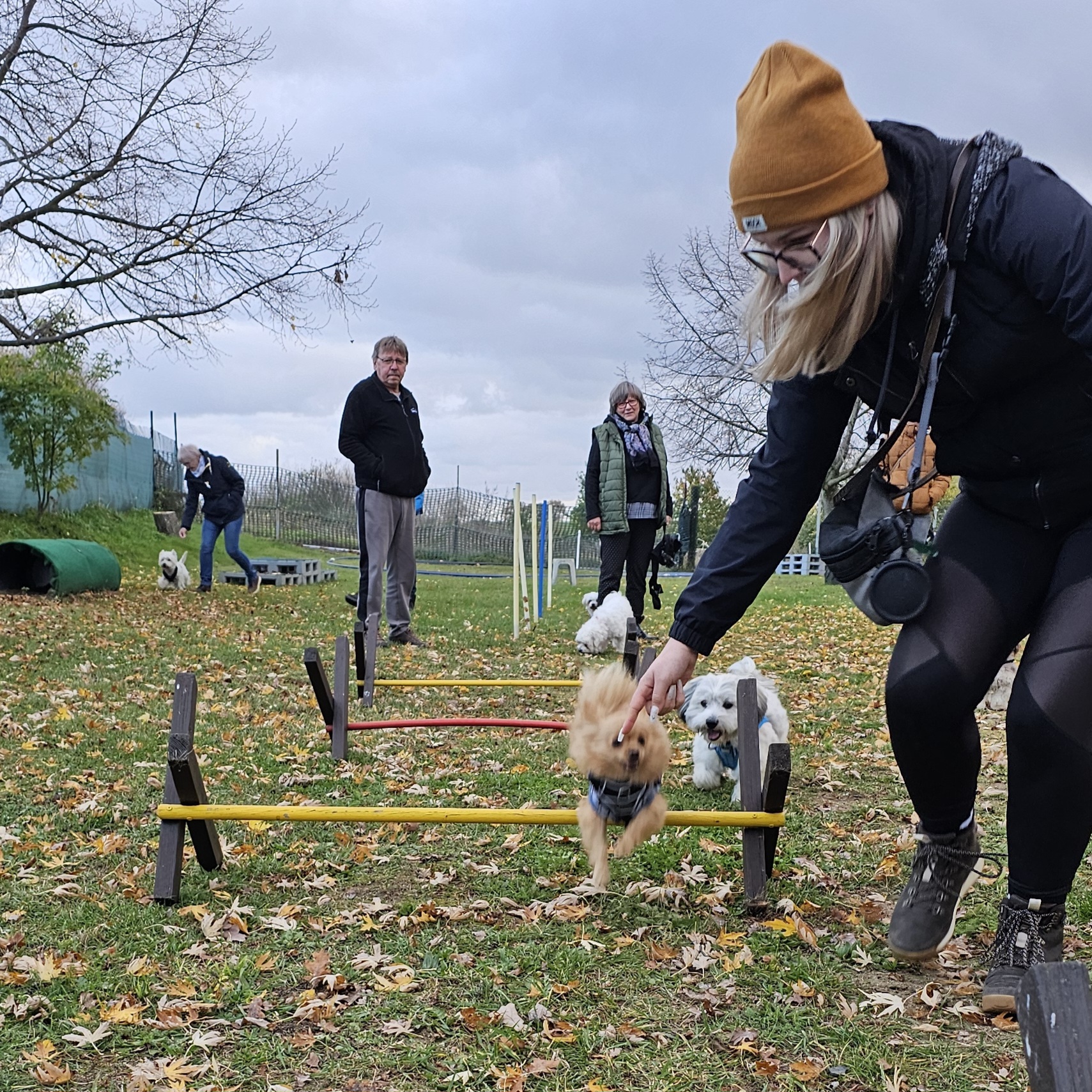 Kleiner Hund springt über eine Hürde im Mini Club