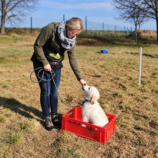 Individuelles Welpentraining auf dem Hundeplatz