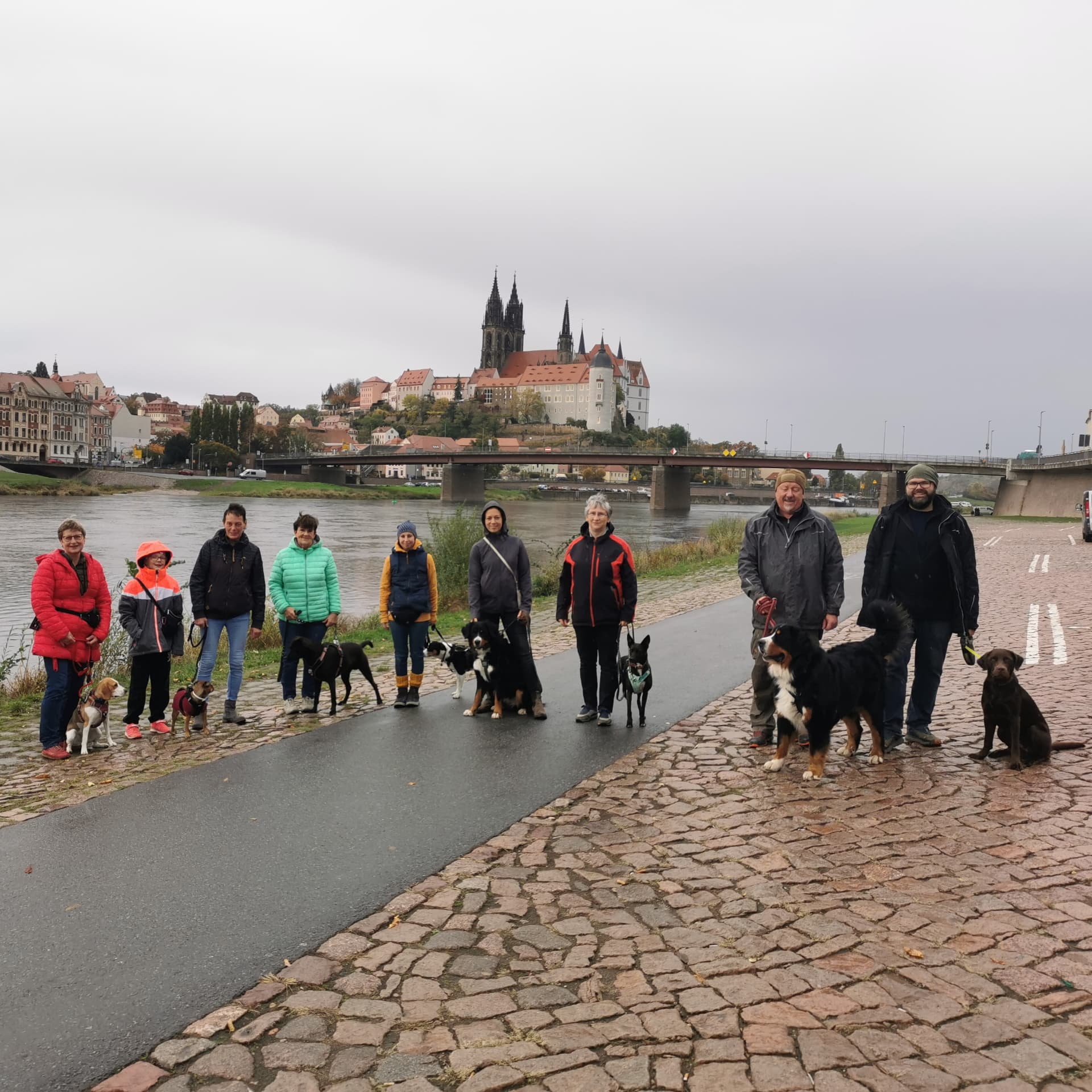Junghundkurs-Gruppe mit Hunden an den Meißner Elbwiesen vor der Albrechtsburg