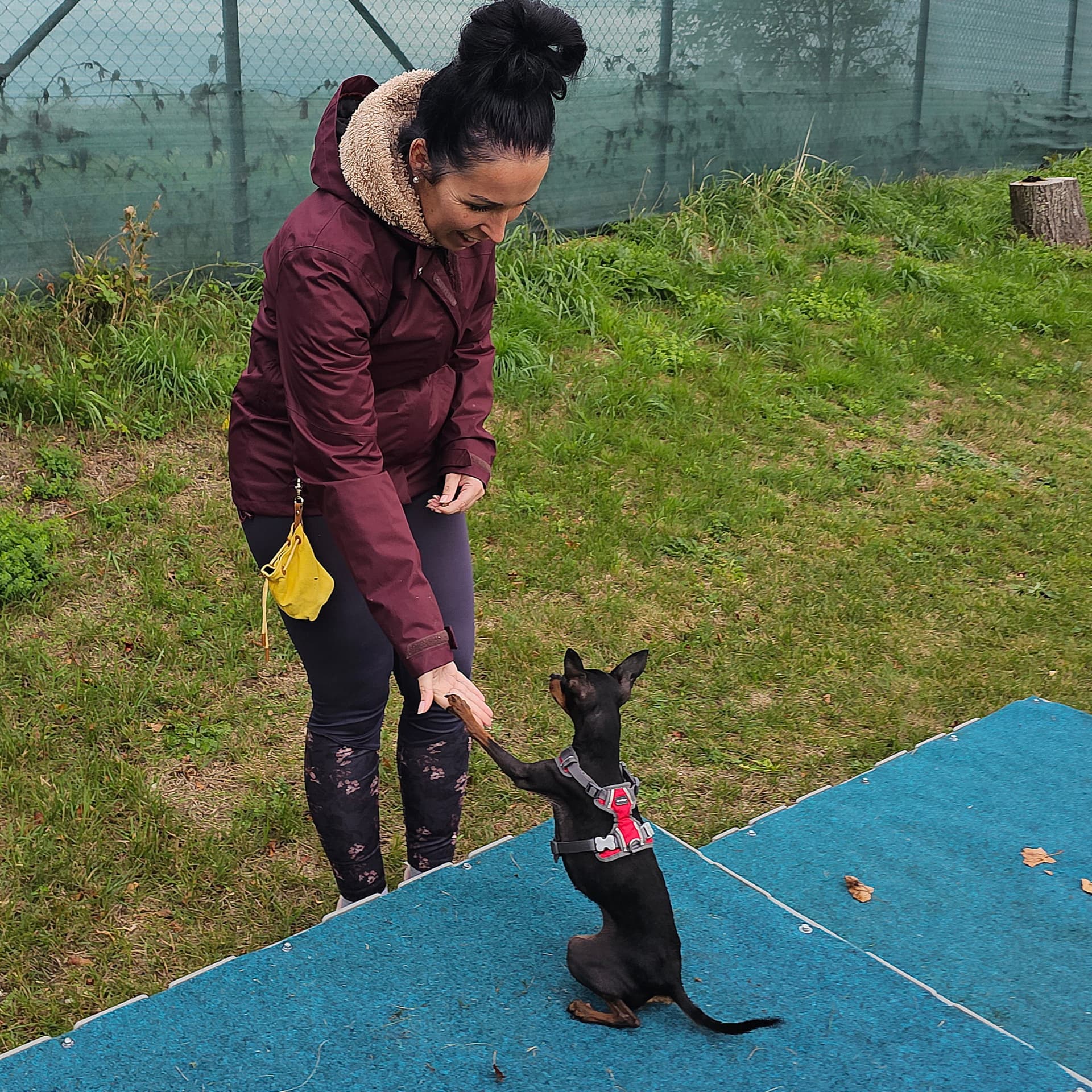Kleiner Pinscher gibt die Pfote