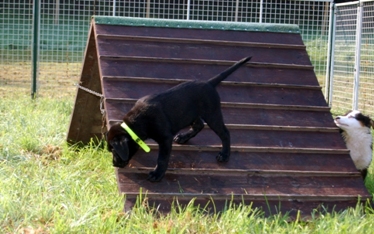 Hund beim Spiel