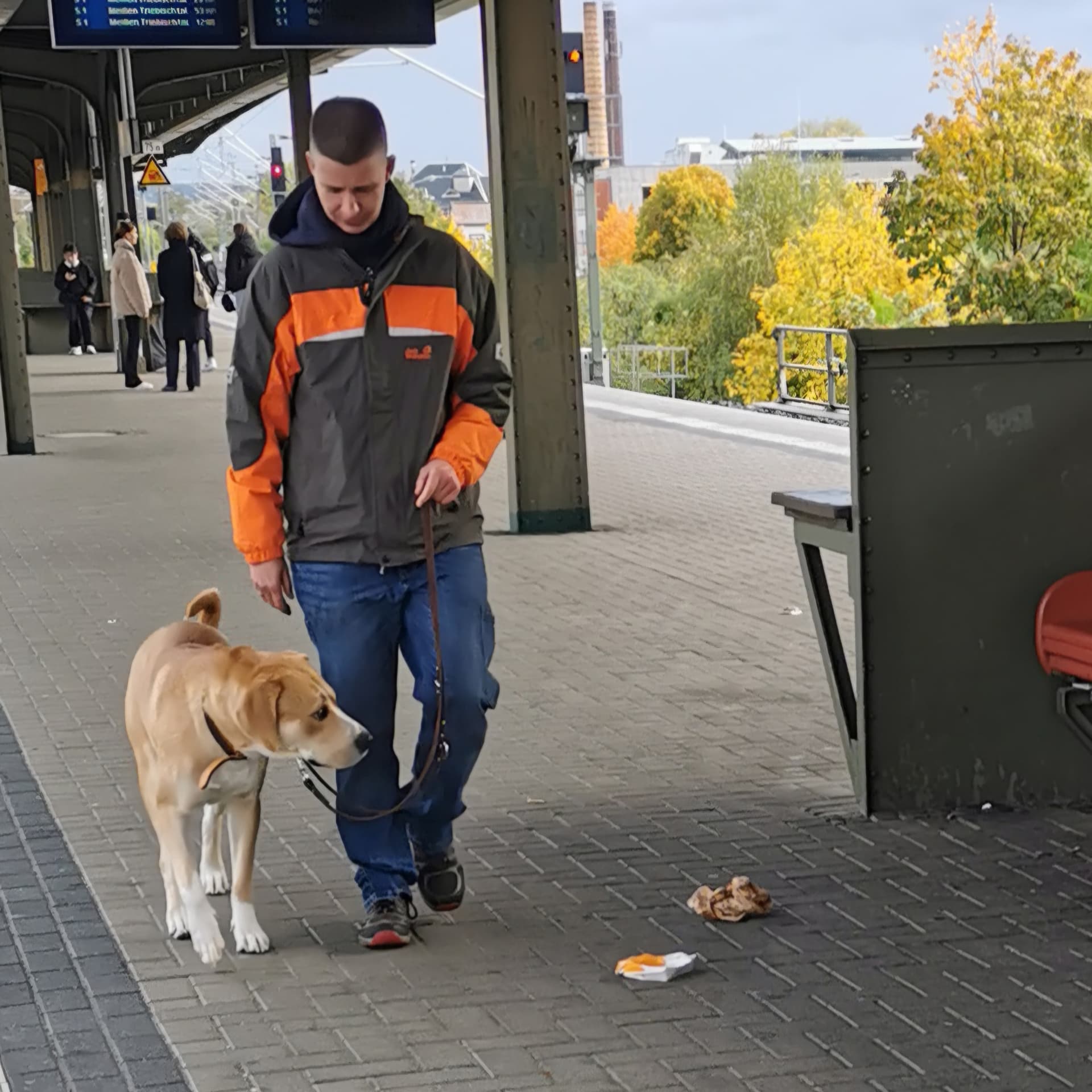 Junghund beim Leinentraining am Bahnsteig
