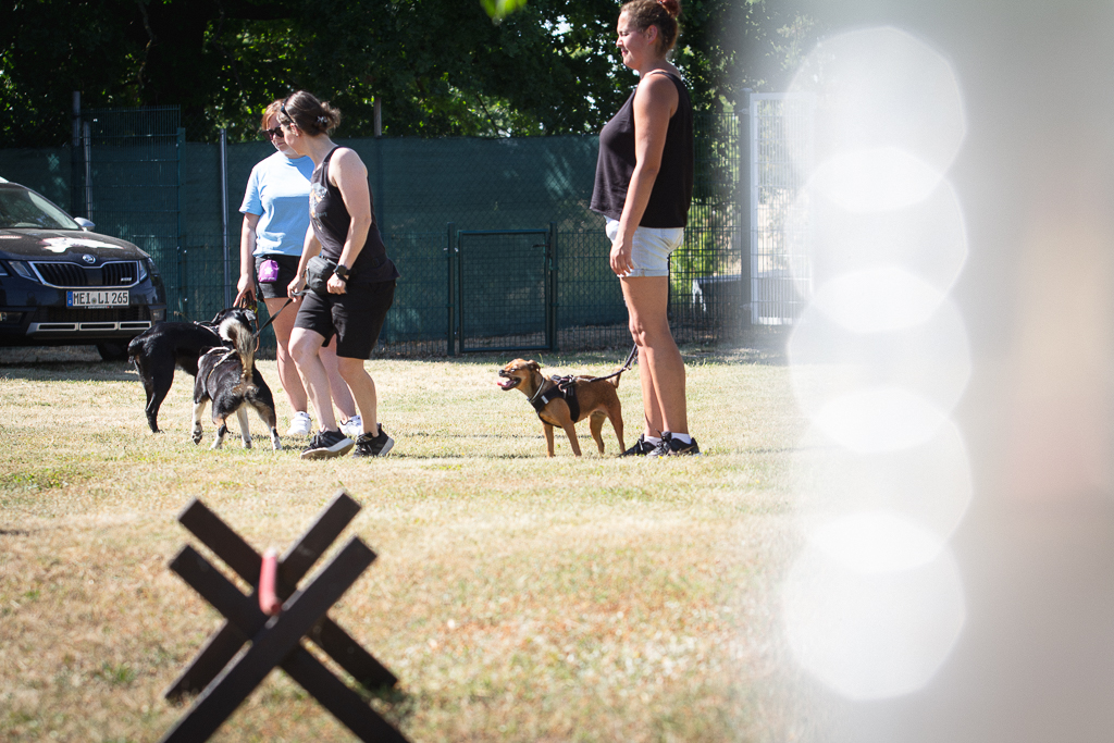 Gruppentraining mit Hunden an der Leine auf der Wiese