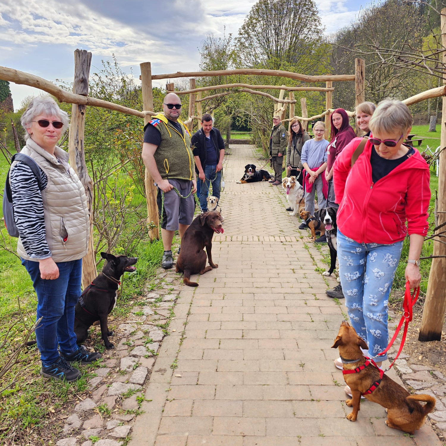 Gruppe mit Hunden in einer Allee beim Social Walk