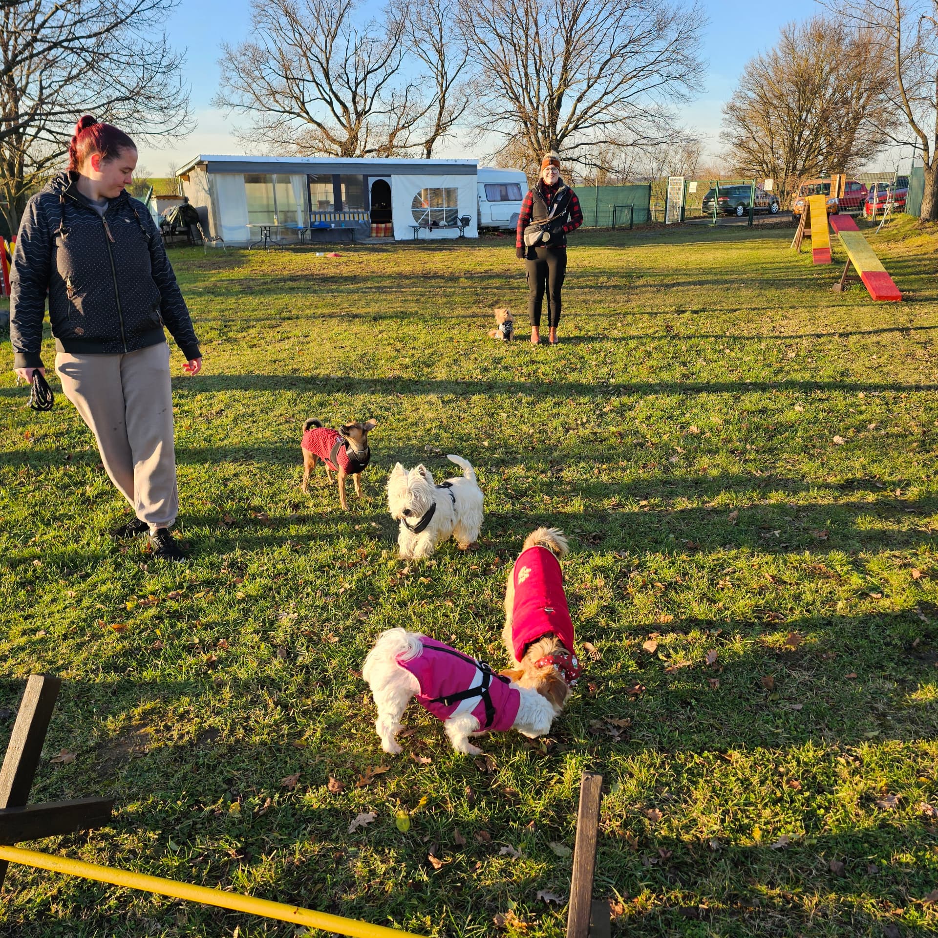Mini Club auf dem Hundeplatz: kleine Hunde spielen auf der Wiese