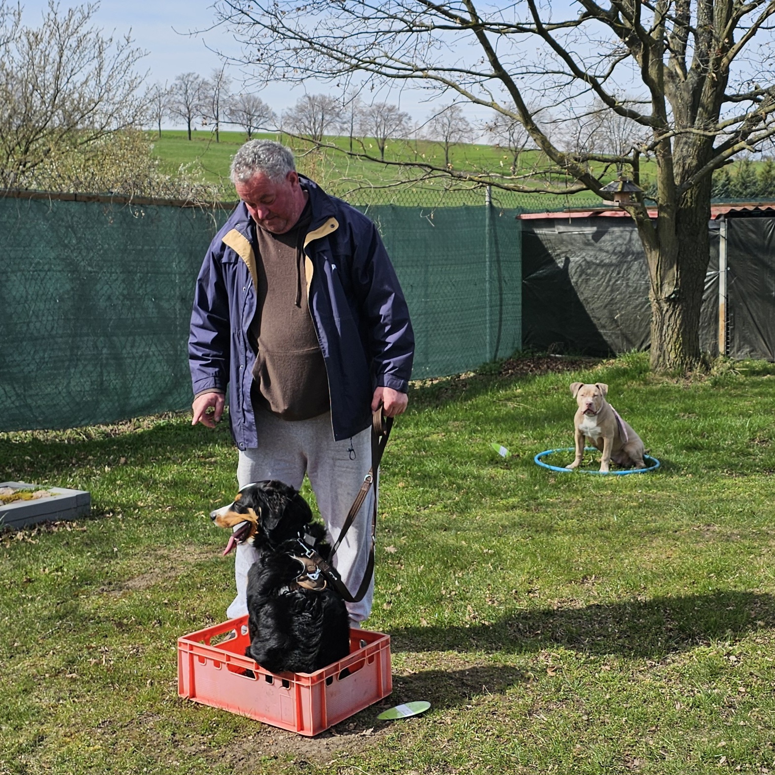 Welpe bei der Übung in einer Kiste auf dem Hundeplatz