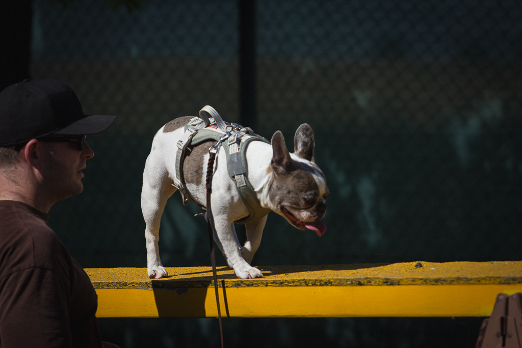Französische Bulldogge balanciert über den gelben Balken