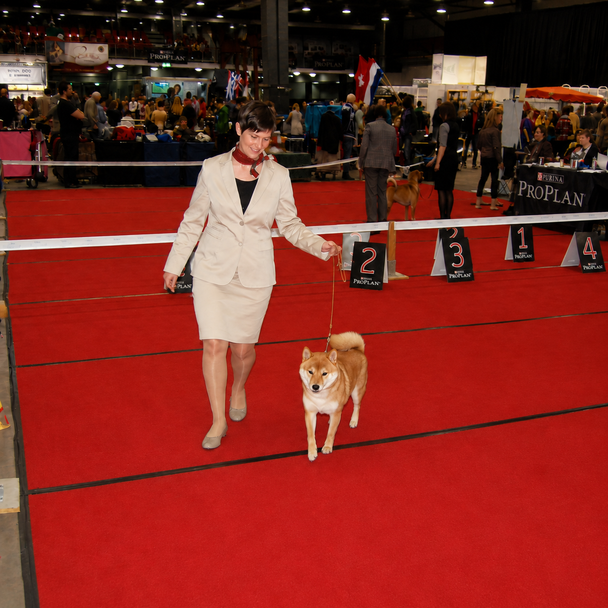 Hundeführerin läuft mit ihrem Hund über den roten Teppich im Ausstellungsring