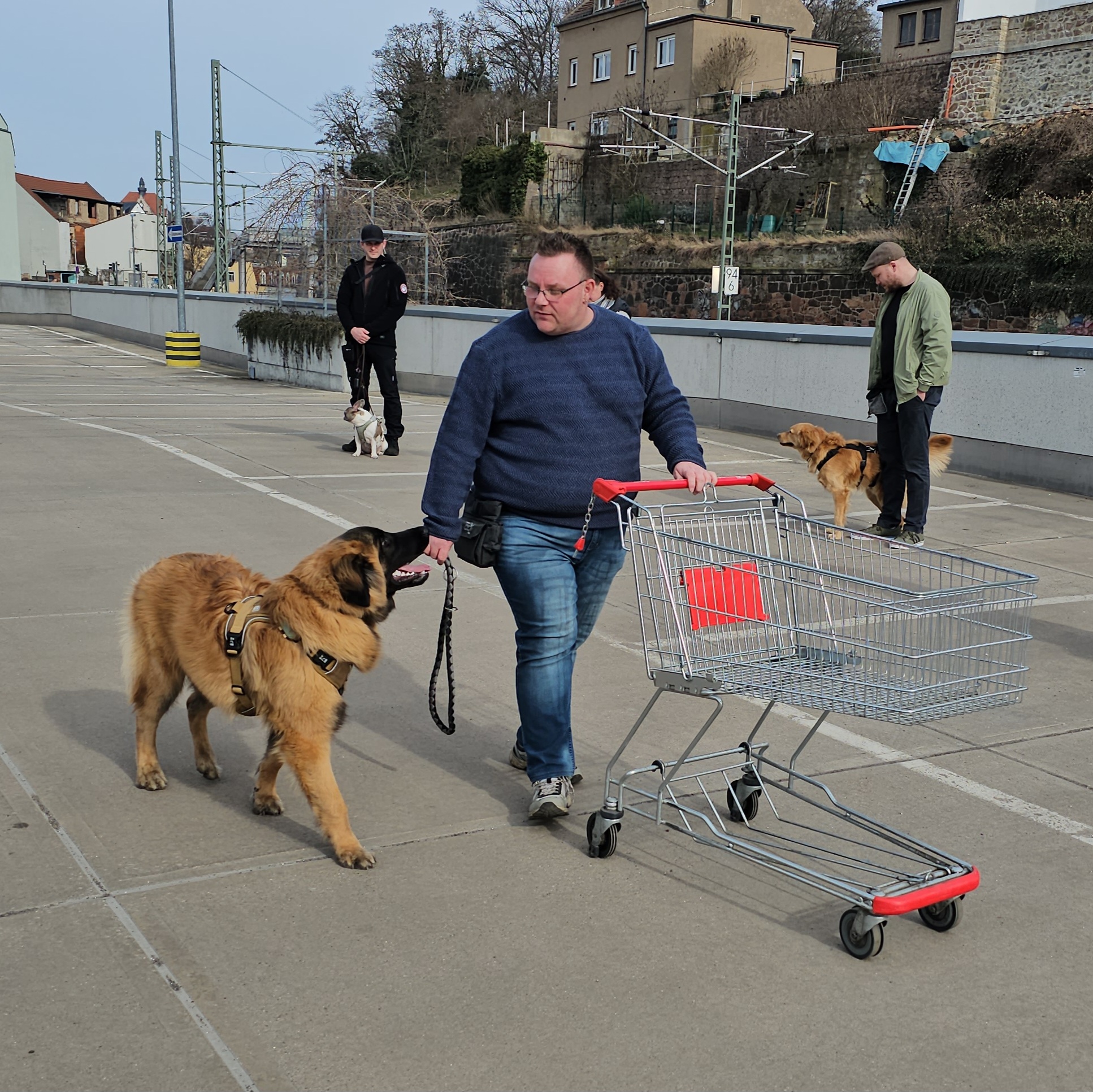 Hundebegegnung beim Alltagstraining im Einkaufsbereich
