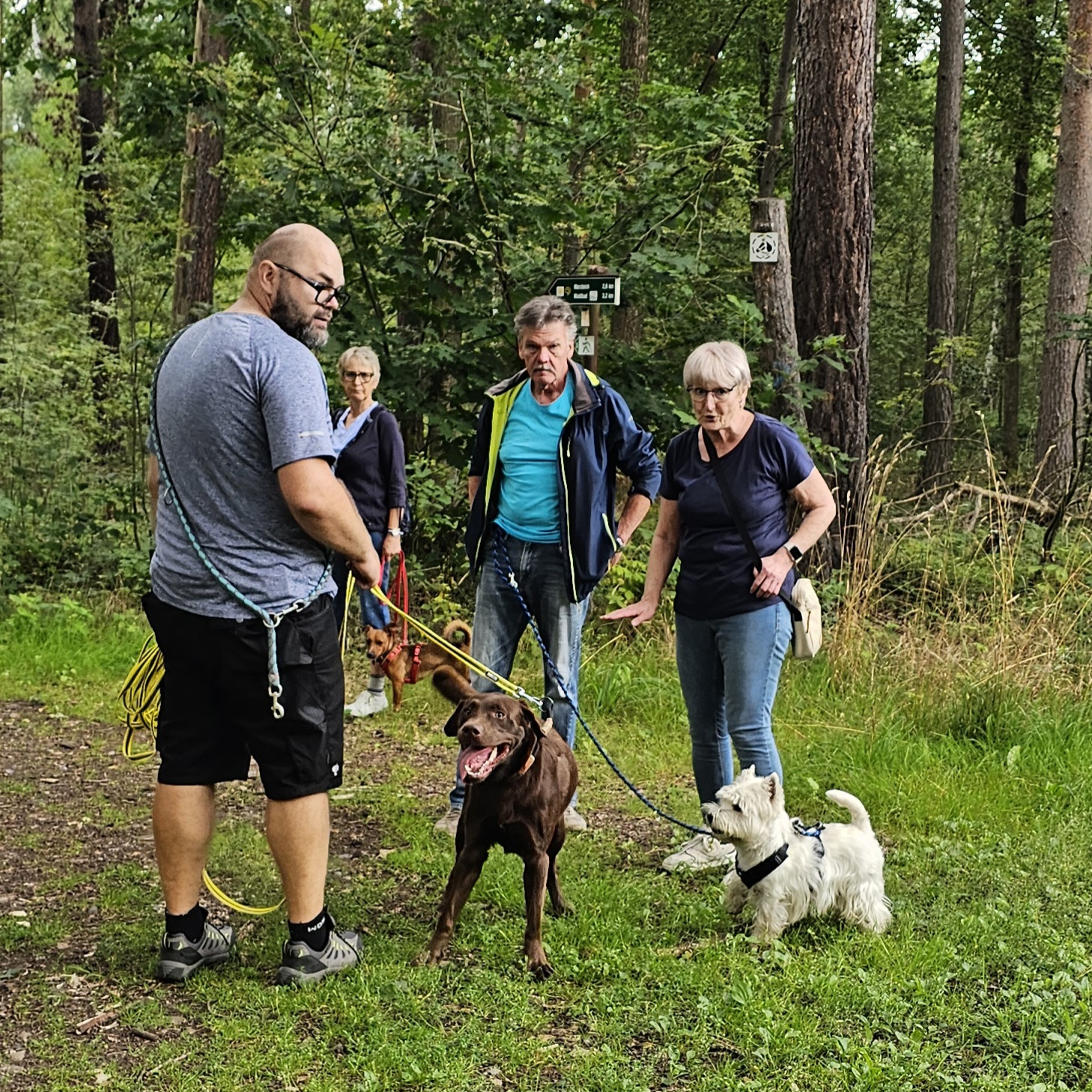 Begegnungstraining mit mehreren Hunden im Wald