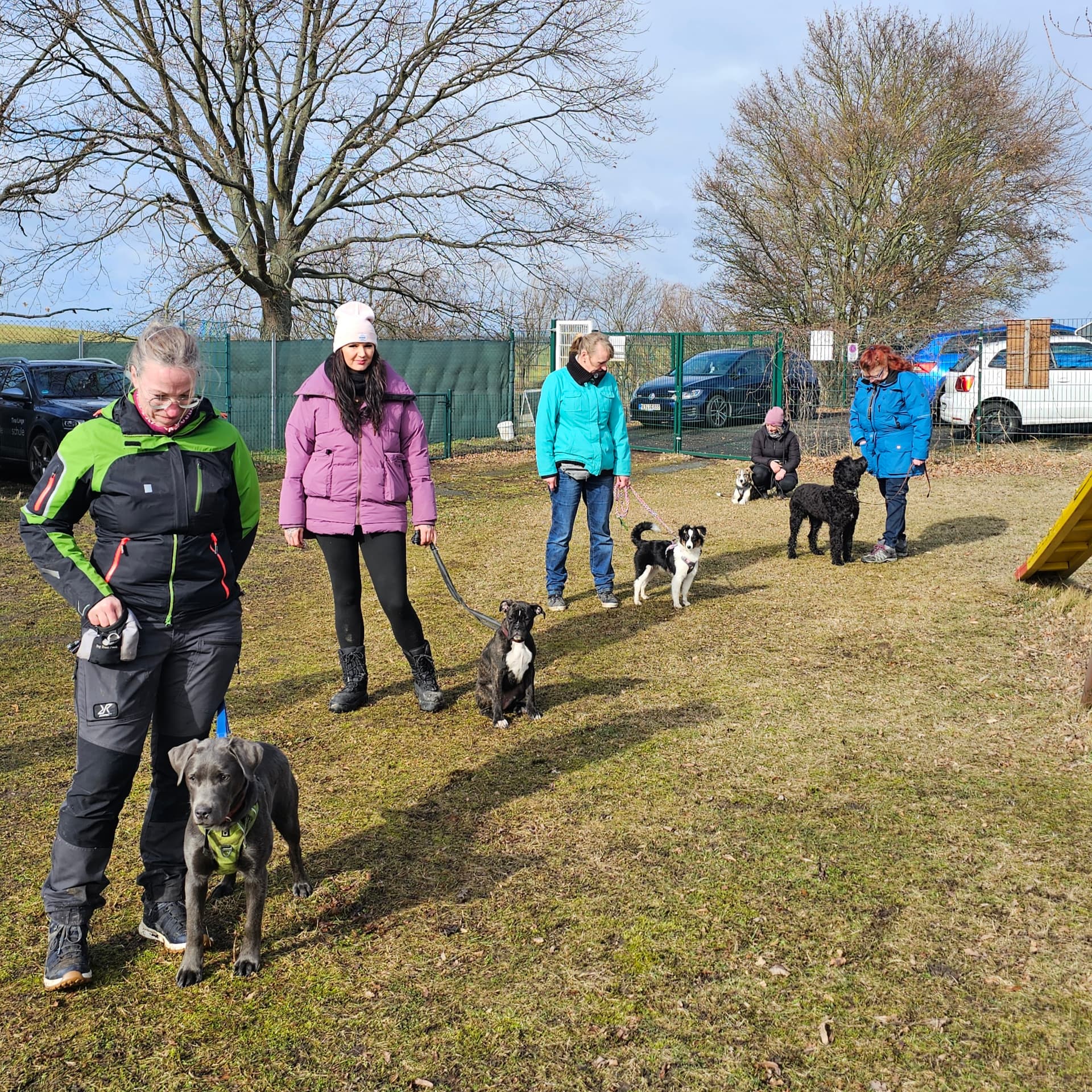 Gruppentraining mit Junghunden an der Leine