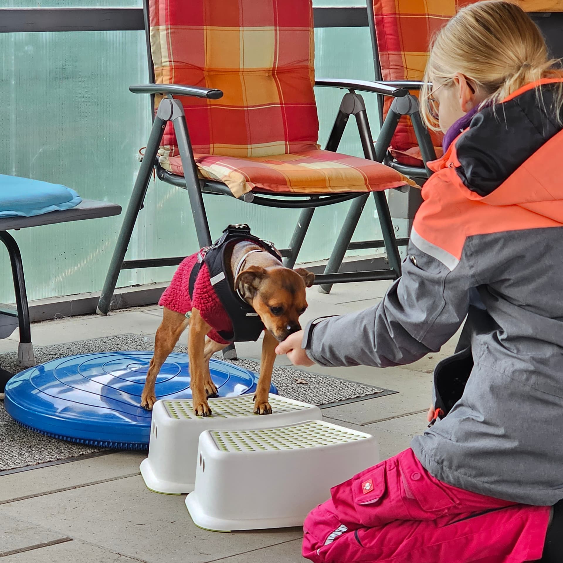 Kleiner Hund übt auf Tritt-Hockern
